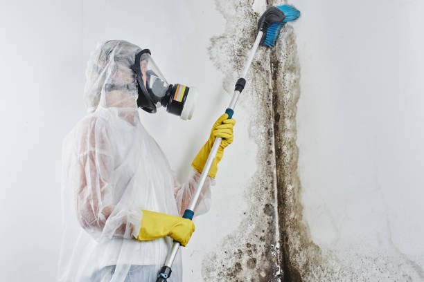 Best Post-Flood Mold Remediation in South Temple, PA