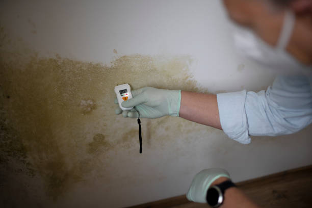 Professional Mold Remediation in South Temple, PA